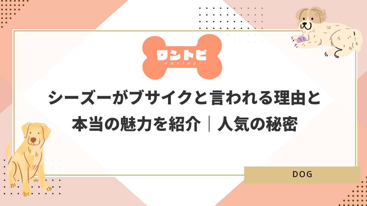 シーズーがブサイクと言われる理由と本当の魅力を紹介｜人気の秘密